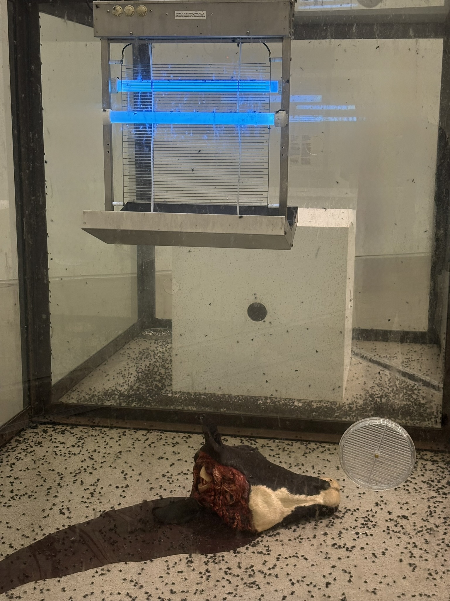 damien hirst 2