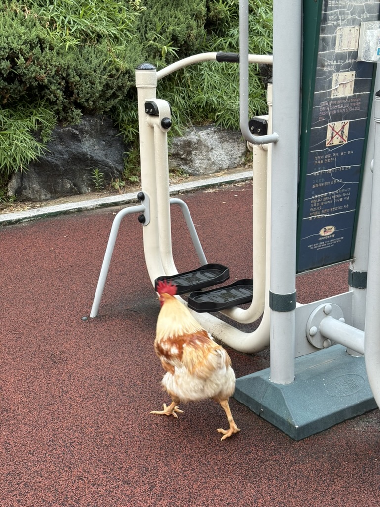 닭