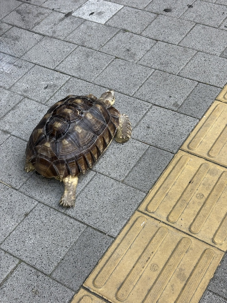 거북이