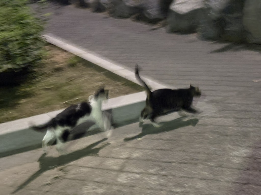 친구와 노는 춘장이
